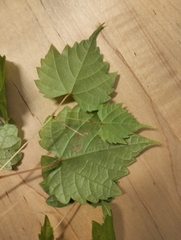 Vitis riparia