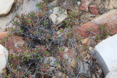 Ruschia diversifolia