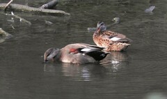 Mareca strepera strepera