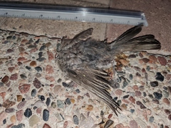 Haemorhous mexicanus