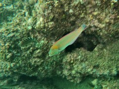 Halichoeres dispilus