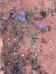 Glandularia gooddingii