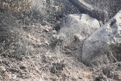 Mammillaria dioica dioica