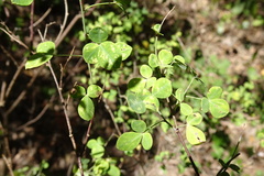 Cytisophyllum sessilifolium