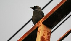 Corvus monedula spermologus