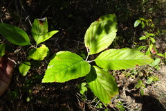 Aria edulis