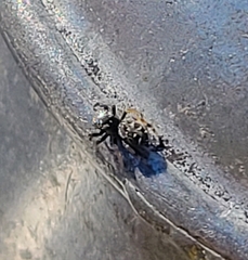 Paraphidippus aurantius