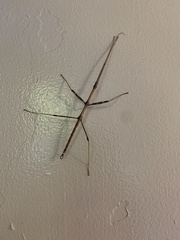 Diapheromera femorata