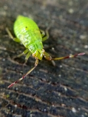 Pantilius tunicatus