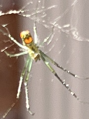 Leucauge
