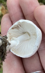 Leucoagaricus leucothites