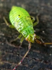 Pantilius tunicatus