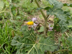 Solanum palinacanthum