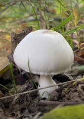 Leucoagaricus leucothites