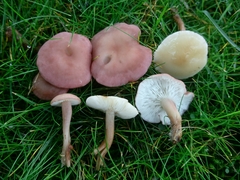 Calocybe carnea