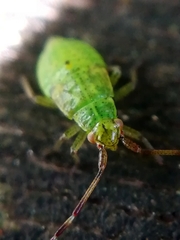 Pantilius tunicatus