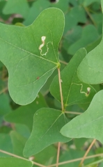 Leucoptera erythrinella