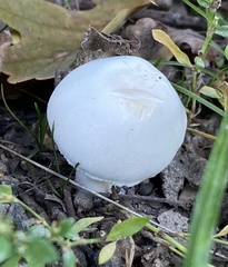 Leucoagaricus leucothites
