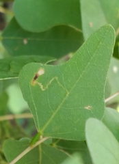 Leucoptera erythrinella