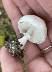 Leucoagaricus leucothites