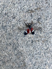 Lycorma delicatula