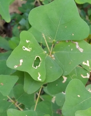 Leucoptera erythrinella