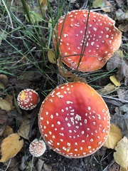 Amanita muscaria