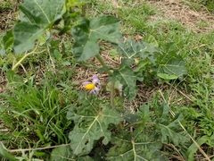 Solanum palinacanthum