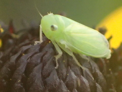 Neocoelidia tumidifrons