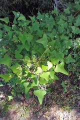 Leucoptera erythrinella