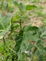 Solanum palinacanthum