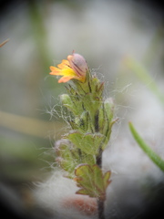 Euphrasia minima