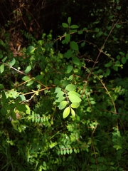 Symphoricarpos microphyllus