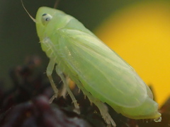 Neocoelidia tumidifrons
