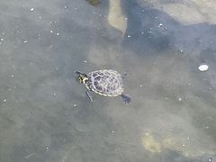 Trachemys scripta scripta