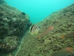 Johnrandallia nigrirostris