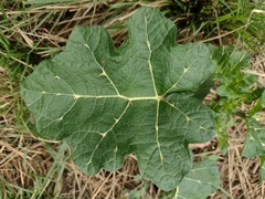 Solanum palinacanthum