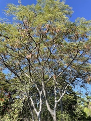 Conzattia multiflora