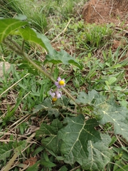 Solanum palinacanthum