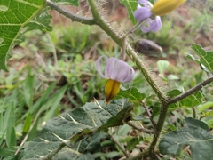 Solanum palinacanthum