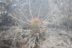 Dudleya brittonii
