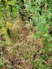 Poa palustris