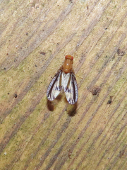 Toxonevra superba