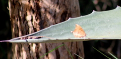 Anaea aidea