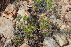 Mesembryanthemum longistylum