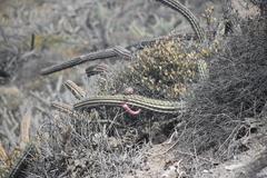 Stenocereus gummosus