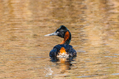 Podiceps major