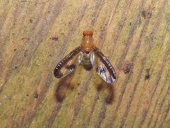 Toxonevra superba