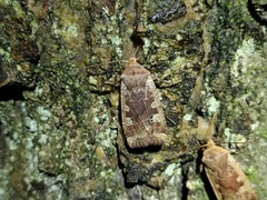 Conistra erythrocephala