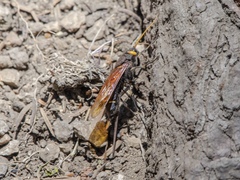 Urocerus californicus